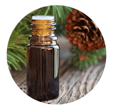 Pinienrindenextrakt aus Pinus pinaster – natürliche Pflanzenquelle zur Unterstützung von Energie und Wohlbefinden