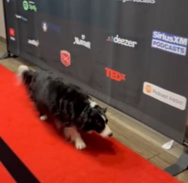 Caught! It was a dog gone good time for this pup to red carpet test at International Podcast Awards