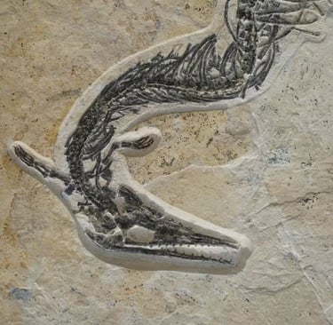 Close-up of the Pleurosaurus's head on Solnhofen limestone