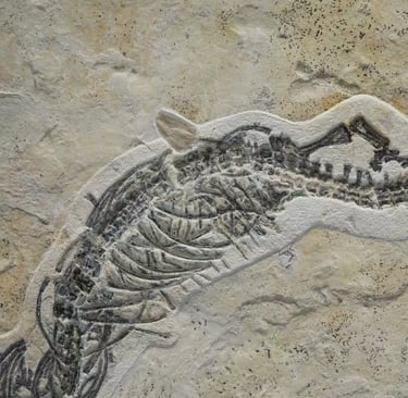 Close-up of the Pleurosaurus's body structure on Solnhofen limestone