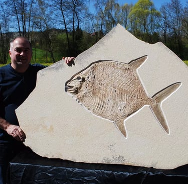 Gyrodus circularis fossil with Dr. Goerlich for scale