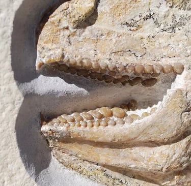 Close-up of the teeth of Gyrodus circularis, Solnhofen