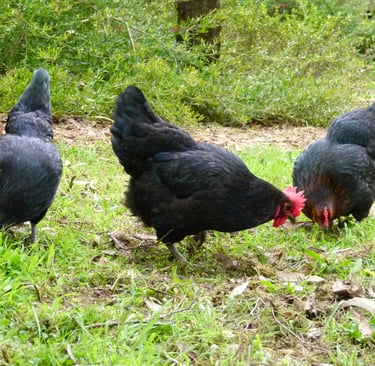 a group of chickens standing on the grass