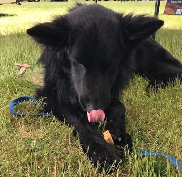 black dog eating biscuit