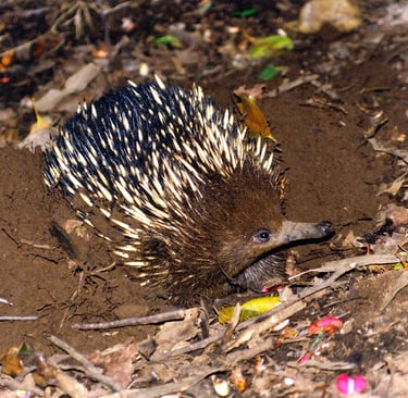 a echidna walking through the ground