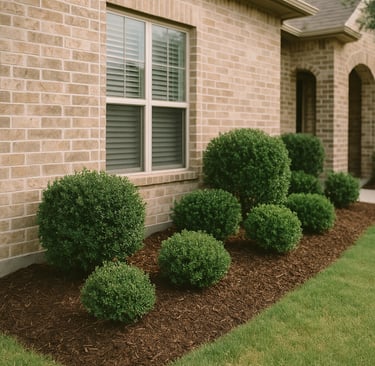 Evergreen shrubs and clean mulch in a well-kept Forney, Texas flower bed