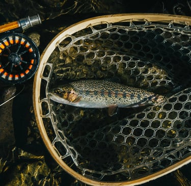 trout caught on fly fishing rod