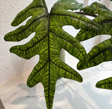 Zimmerpflanzen Alocasia von Erdenwerk by Sophia aus Oppenweiler