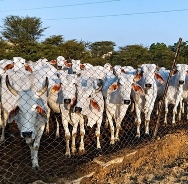 Gir Cows