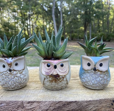 Three small succulent plants in decorative owl-shaped ceramic pots on a wooden tree stump.