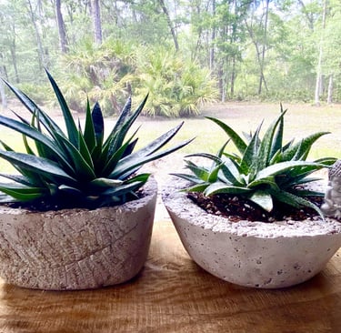 Two green aloe vera succulent plants in textured concrete pots with a small Buddha statue.