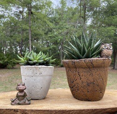 Small green succulent plants in rustic pots with a yoga frog and owl figurine on a wooden slab.