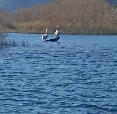 Skadar Lake private tour in Montenegro
