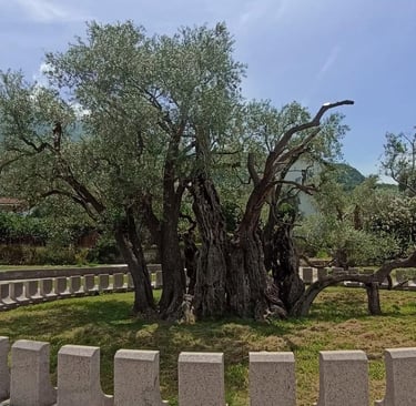 Old Olive Tree in Bar during a Montenegro private tour