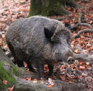 photos sanglier et gibier