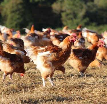 photo poulet label rouge