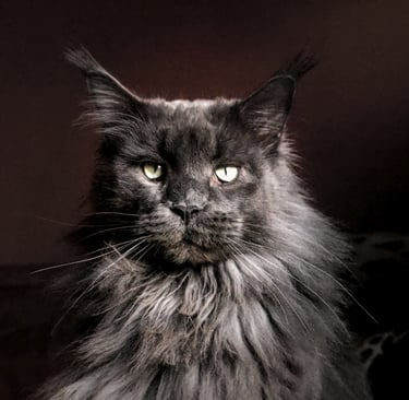 maine coon doubs xxl  main