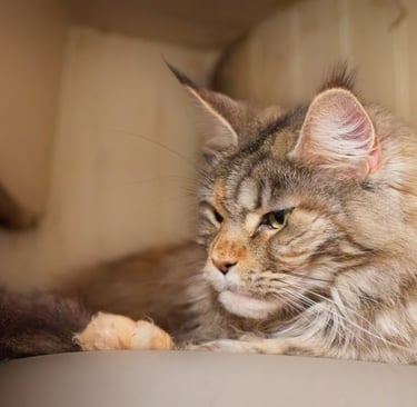 maine coon aux reflets dorés à besancon