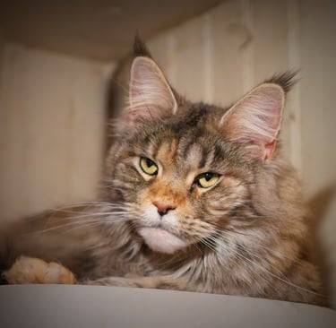 maine coon aux reflets dorés à besancon