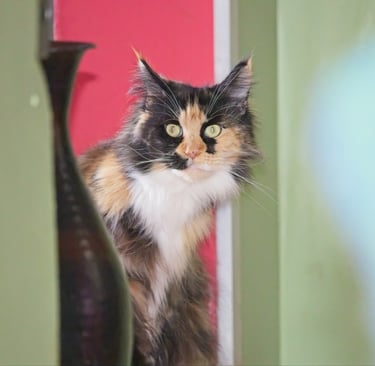 rose-fondation-maine-coon
