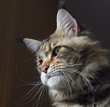 maine coon xxl comté chatterie suisse