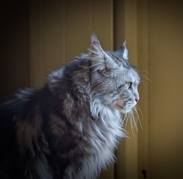 coon ancien type original trappu