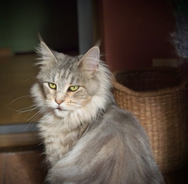 Majestic silver tabby Maine Coon  cat with yellow eyes and tufted ears sitting near a wicker basket.