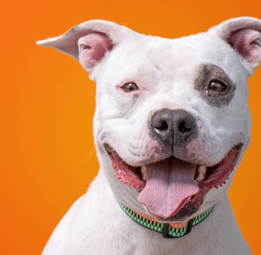 American Pit Bull Terrier Raza Perro