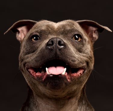 Staffordshire Bull Terrier