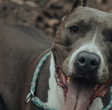 American Staffordshire Terrier