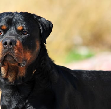 Rottweiler