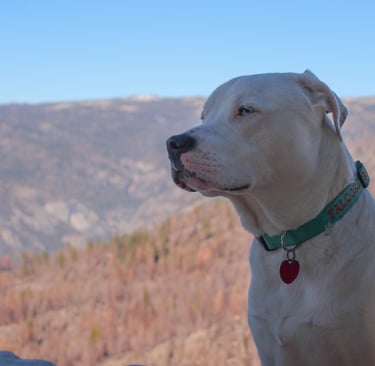 Dogo Argentino