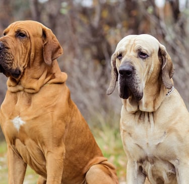 Fila Brasileiro