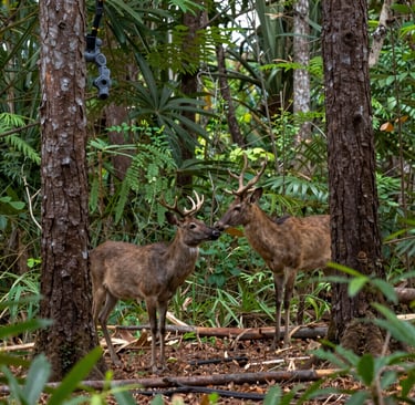 A serene forest path bathed in soft morning light, with fresh green leaves and gentle mist.