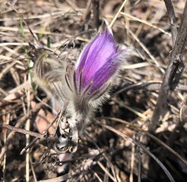 Prairie Crocus, signs of spring, waterton wildflower walk