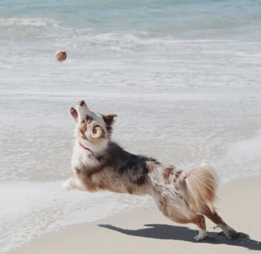 Chien attrapant une balle en bord de mer