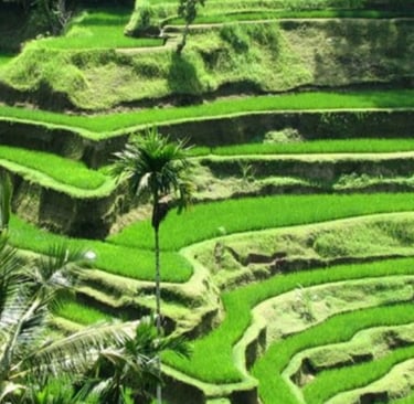 a large green field with a palm tree and palm trees