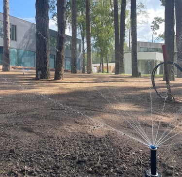 profesionalus vejos įrengimas su paruoštu gruntu