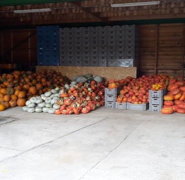 Pompoenen te koop in de boerderijwinkel Hoeve Dinjens in Maastricht