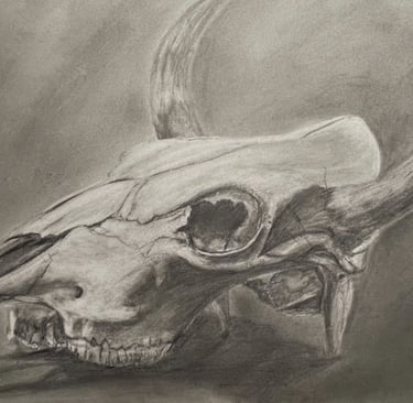 cow skull drawing in pencil