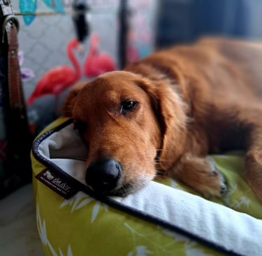 Cão idoso descansando confortavelmente em cama macia e ortopédica