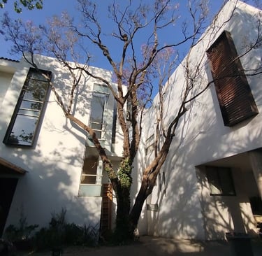 evidencia del trabajo que se le hizo a un árbol. esta limpio y saludable 