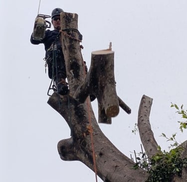 profesional arboricultor técnico haciendo un derribo 