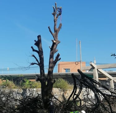 profesional arboricultor técnico haciendo un derribo 