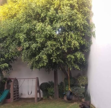 jardín y árbol descuidado