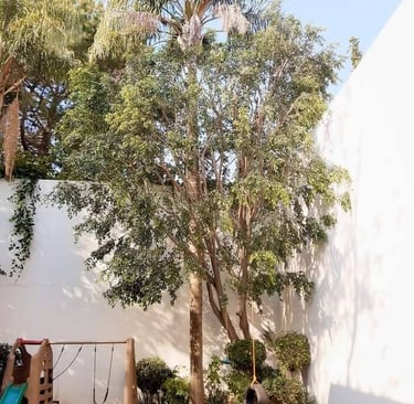 Jardín y árbol con el servicio de mantenimiento 