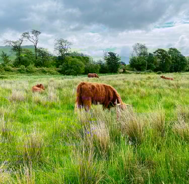 A field of Highland Cows in the Scottish Highlands