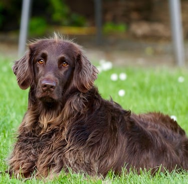 srvice dog in training laws in the state of Arkansas