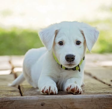 service-dog-in-training-in-california