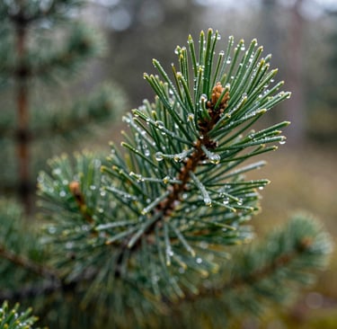 A sharp macro photograph of dew-covered pine needles in a North American forest at dawn, soft natural lighting, capturing the vibrant medium forest green and off-white reflections, clean and modern composition.
